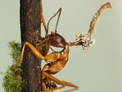 Sadis! Foto Para Semut Jadi Zombie Akibat Jamur The Last of Us