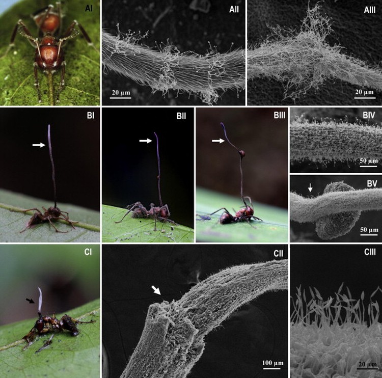 Semut Zombie Korban Jamur Ophiocordyceps yang jadi inspirasi film The Last of Us.