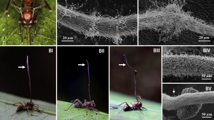 Semut Zombie Korban Jamur Ophiocordyceps yang jadi inspirasi film The Last of Us.