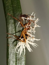Semut Zombie Korban Jamur Ophiocordyceps yang jadi inspirasi film The Last of Us.