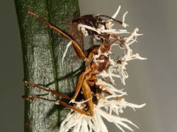 Sadis! Foto Para Semut Jadi Zombie Akibat Jamur The Last of Us