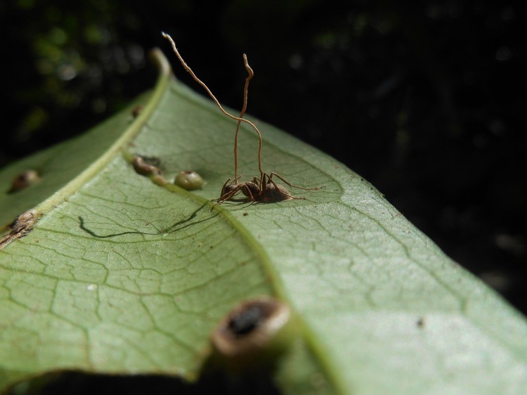 Semut Zombie Korban Jamur Ophiocordyceps Semut Zombie Korban Jamur Ophiocordyceps yang jadi inspirasi film The Last of Us.