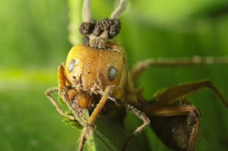 Semut Zombie Korban Jamur Ophiocordyceps yang jadi inspirasi film The Last of Us.