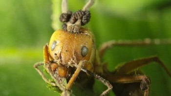 Potret mengerikan seekor semur yang sudah menjadi zombie akibat jamur Ophiocordyceps. Foto: (Science Direct)