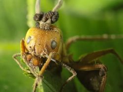 Sadis! Foto Para Semut Jadi Zombie Akibat Jamur The Last of Us