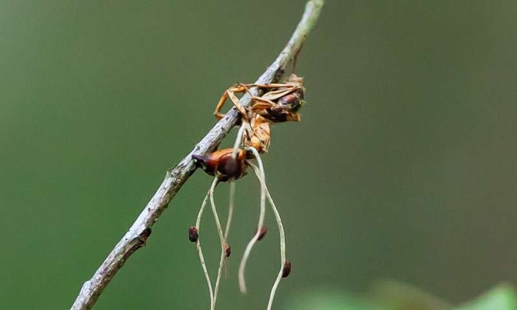 Semut Zombie Korban Jamur Ophiocordyceps Semut Zombie Korban Jamur Ophiocordyceps yang jadi inspirasi film The Last of Us.