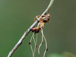 Sadis! Foto Para Semut Jadi Zombie Akibat Jamur The Last of Us