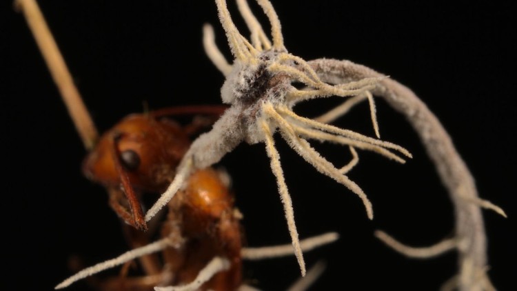 Semut Zombie Korban Jamur Ophiocordyceps yang jadi inspirasi film The Last of Us.