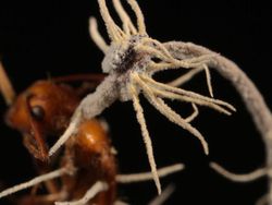 Sadis! Foto Para Semut Jadi Zombie Akibat Jamur The Last of Us