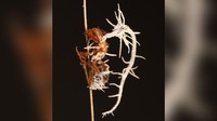 Semut Zombie Korban Jamur Ophiocordyceps yang jadi inspirasi film The Last of Us.