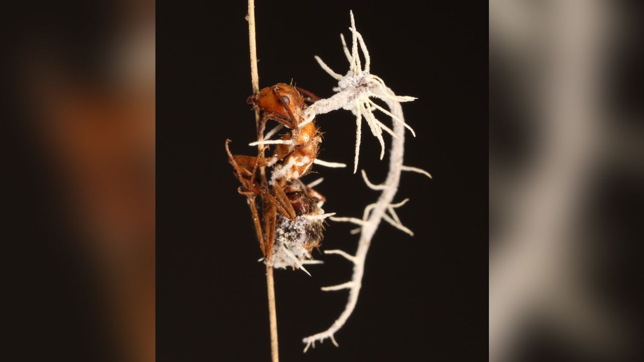 Semut Zombie Korban Jamur Ophiocordyceps yang jadi inspirasi film The Last of Us.