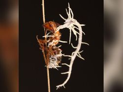 Sadis! Foto Para Semut Jadi Zombie Akibat Jamur The Last of Us