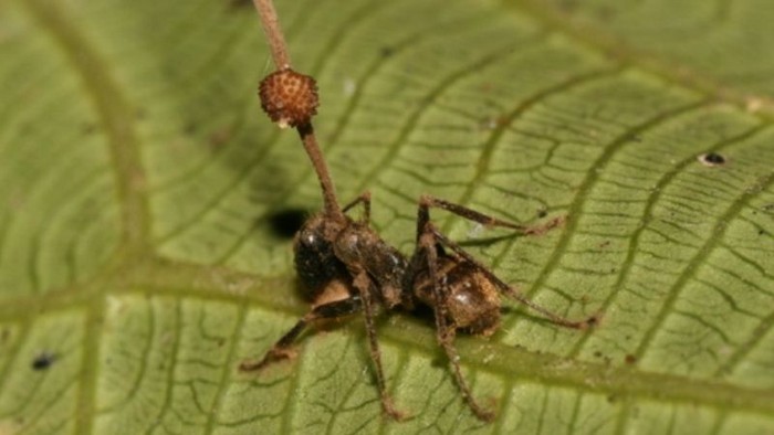 Semut Zombie Korban Jamur Ophiocordyceps yang jadi inspirasi film The Last of Us.