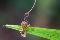 Semut Zombie Korban Jamur Ophiocordyceps yang jadi inspirasi film The Last of Us.