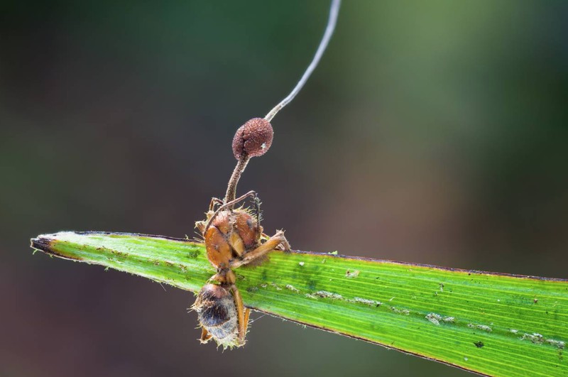 Semut Zombie Korban Jamur Ophiocordyceps yang jadi inspirasi film The Last of Us.
