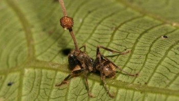 Ophiocordyceps unilateralis adalah jamur parasit yang membuat inang semutnya menjadi zombie. Hal ini yang menjadi inspirasi untuk game dan film The Last of Us (DAVID P HUGHES, MAJ-BRITT PONTOPPIDAN/CC BY 2.5/BBC)
