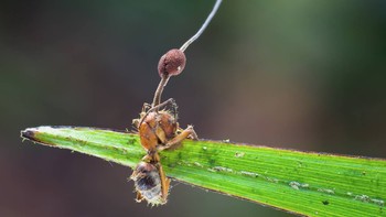 Tangkai jamur cordyceps akan tumbuh dari pangkal kepala semut yang sudah mati. Tangkai ini akan menumbuhkan spora. Foto: (Danny Newman/Forest Floor Narrative)
