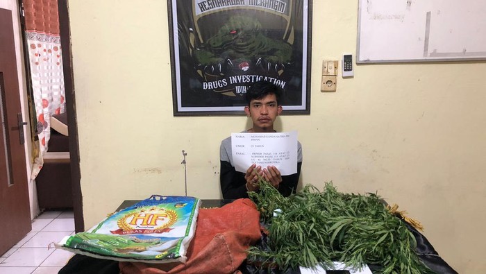 Tersangka dan barang bukti ganja yang ditangkap Polres Merangin (Dok Polres Merangin)