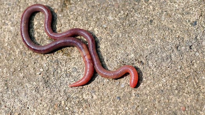 Kebanyakan orang menabur garam untuk mengusir ular. Faktanya, yang lebih terpengaruh dengan garam bukanlah hewan ular, melainkan 4 hewan berlendir ini.