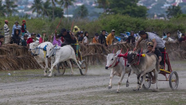 Tradisi karapan sapi ini diikuti perwakilan desa dan digelar usai panen raya.  