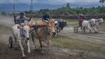 Bukan di Madura, Adu Cepat Karapan Sapi Ini Digelar di Sigi