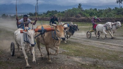 Bukan di Madura, Adu Cepat Karapan Sapi Ini Digelar di Sigi