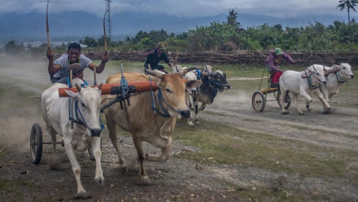 Joki memacu sapinya pada karapan sapi tradisional di Desa Baliase, Marawola, Sigi, Sulawesi Tengah, Rabu (1/2/2023). Tradisi karapan sapi yang diikuti perwakilan desa dan digelar usai panen raya itu menjadi salah satu bentuk ungkapan syukur atas hasil panen sekaligus menjadi ajang silaturahmi bagi warga antardesa di wilayah itu. ANTARA FOTO/Basri Marzuki/rwa.