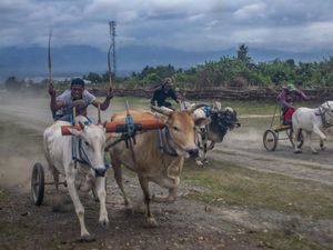 Bukan di Madura, Adu Cepat Karapan Sapi Ini Digelar di Sigi