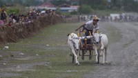Joki memacu sapinya pada karapan sapi tradisional di Desa Baliase, Marawola, Sigi, Sulawesi Tengah, Rabu (1/2/2023).   