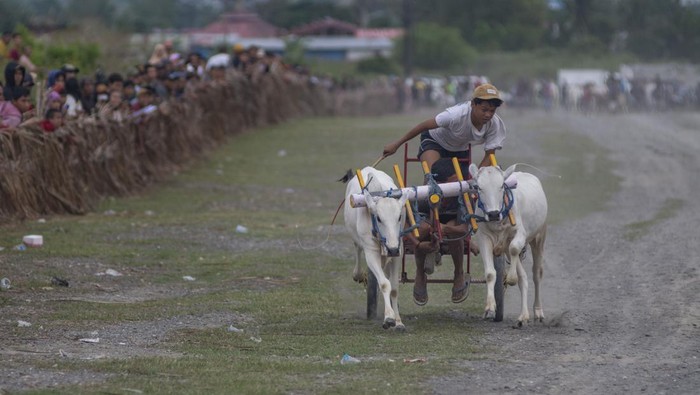 Joki memacu sapinya pada karapan sapi tradisional di Desa Baliase, Marawola, Sigi, Sulawesi Tengah, Rabu (1/2/2023). Tradisi karapan sapi yang diikuti perwakilan desa dan digelar usai panen raya itu menjadi salah satu bentuk ungkapan syukur atas hasil panen sekaligus menjadi ajang silaturahmi bagi warga antardesa di wilayah itu. ANTARA FOTO/Basri Marzuki/rwa.