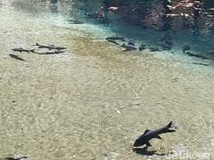 Mitos Ikan Sengkaring dari Blitar, Pantang Diambil Bisa Kesurupan