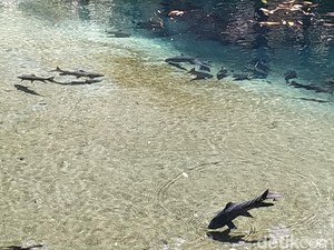 Mitos Ikan Sengkaring dari Blitar, Pantang Diambil Bisa Kesurupan