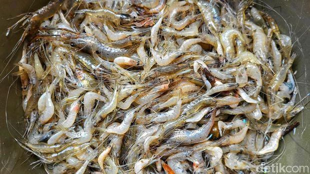 Hasil buruan Abah Tami di sekitar pantai Loji