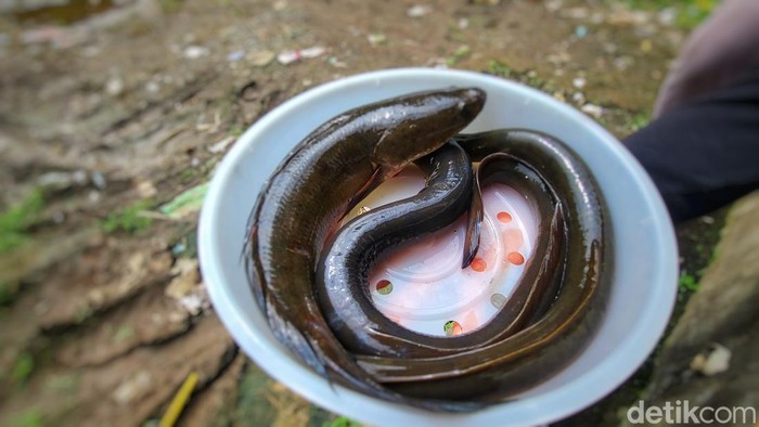 Hasil buruan Abah Tami di sekitar pantai Loji