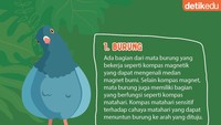 Foto: Infografis (Fauzan Kamil/detikcom)