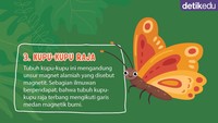 Foto: Infografis (Fauzan Kamil/detikcom)