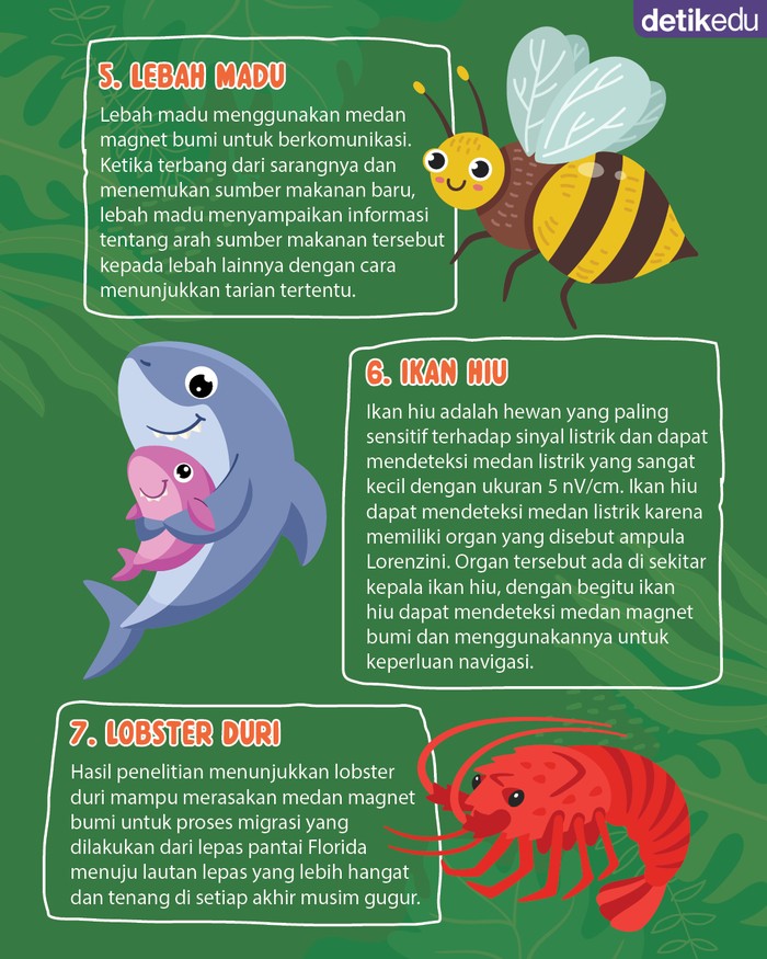 Infografis Hewan yang Memanfaatkan Kemagnetan Bumi untuk Melakukan Navigasi