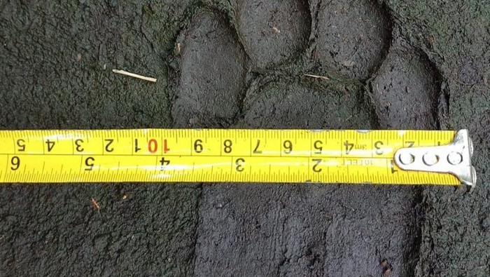 Jejak kaki harimau di kebun warga. (Dok Balai BKSDA Riau)