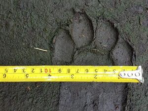 Misteri Jejak Harimau yang Ditemukan di Deli Serdang dan Sibolangit
