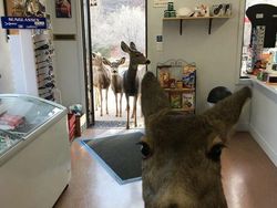 Posisi Teraneh Hewan yang Tertangkap Kamera, Kok Bisa di Situ?