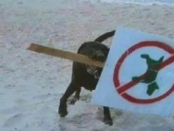 Posisi Teraneh Hewan yang Tertangkap Kamera, Kok Bisa di Situ?