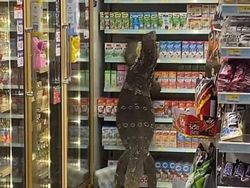 Posisi Teraneh Hewan yang Tertangkap Kamera, Kok Bisa di Situ?