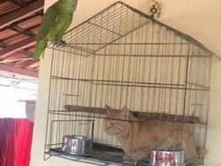 Posisi Teraneh Hewan yang Tertangkap Kamera, Kok Bisa di Situ?