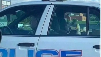Maaf, kalian harus ikut kami ke kantor polisi, karena kalian terlalu imut! Foto: animalswheretheyshouldntbe via Bored Panda  