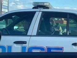 Posisi Teraneh Hewan yang Tertangkap Kamera, Kok Bisa di Situ?