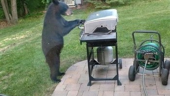 Hayo loh, siapa yang ajak beruang BBQ-an? Foto: animalswheretheyshouldntbe via Bored Panda  