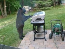 Posisi Teraneh Hewan yang Tertangkap Kamera, Kok Bisa di Situ?