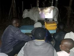 Posisi Teraneh Hewan yang Tertangkap Kamera, Kok Bisa di Situ?