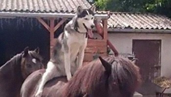 Ekspresi bahagia si anjing naik kuda. Foto: animalswheretheyshouldntbe via Bored Panda  