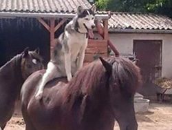 Posisi Teraneh Hewan yang Tertangkap Kamera, Kok Bisa di Situ?